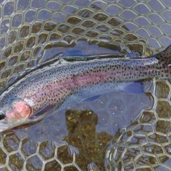 真夏の平谷は難しい ～平谷湖フィッシングスポット～